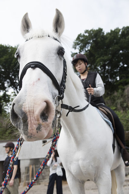 『エクウス』出演候補者が、馬小屋掃除や乗馬を体験！